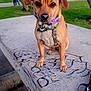 Deelilah is registered to the contest to win money with this photo: dog, puppy, brown_dog, collar, leash, bench, graffiti, park, trees, grass, people, sidewalk, outdoor, daytime, pets, canine, cute, sitting, animal, nature