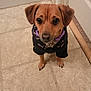 Deelilah is registered to the contest to win money with this photo: dog, puppy, small_dog, clothing, hoodie, tile_floor, indoor, looking_up, brown_dog, pet, cute, canine, floor_tiles, collar, domestic_animal, animal, ears, eyes, waiting, young_dog