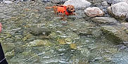 Deelilah joined the competition — help win amazing prizes! dog, life_jacket, water, stream, rocks, outdoor, nature, river, animal, adventure, cliff, vegetation, hiking, pet, canine, wading, landscape, daylight, recreation, wild