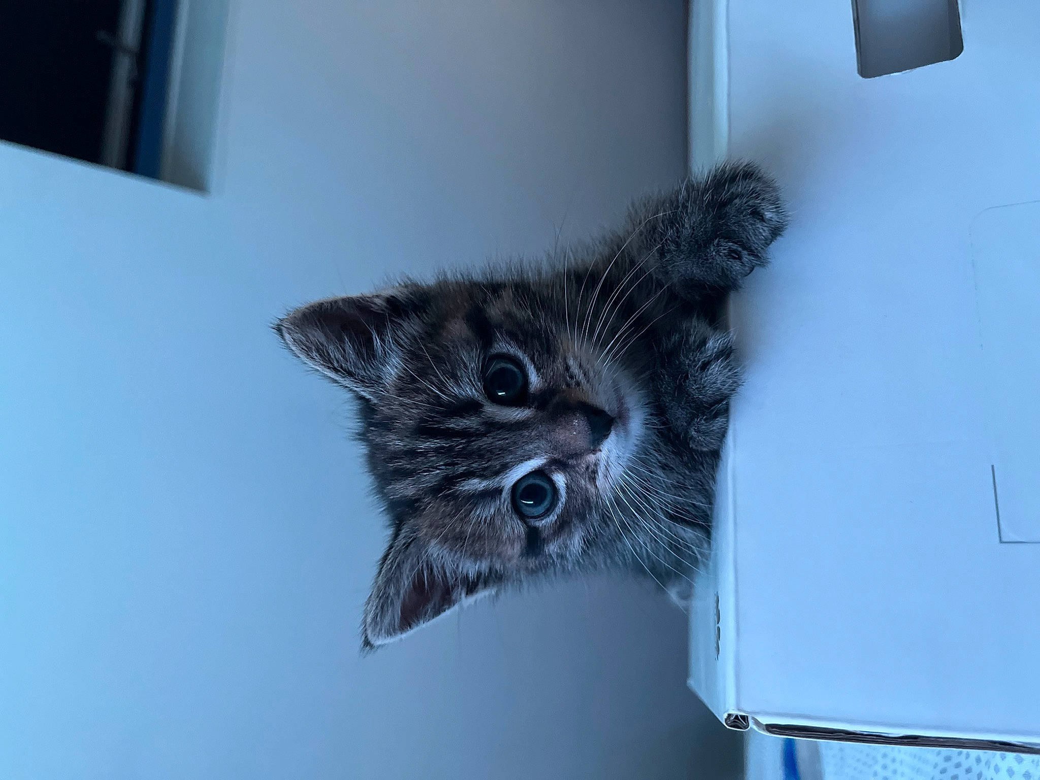 Tya participe au concours pour gagner de l'argent avec cette photo : carnivore, cat, domestic_short_haired_cat, door, felidae, fur, house, monochrome_photography, plant, room, small_to_medium_sized_cats, snout, tail, tree, whiskers, window, winter