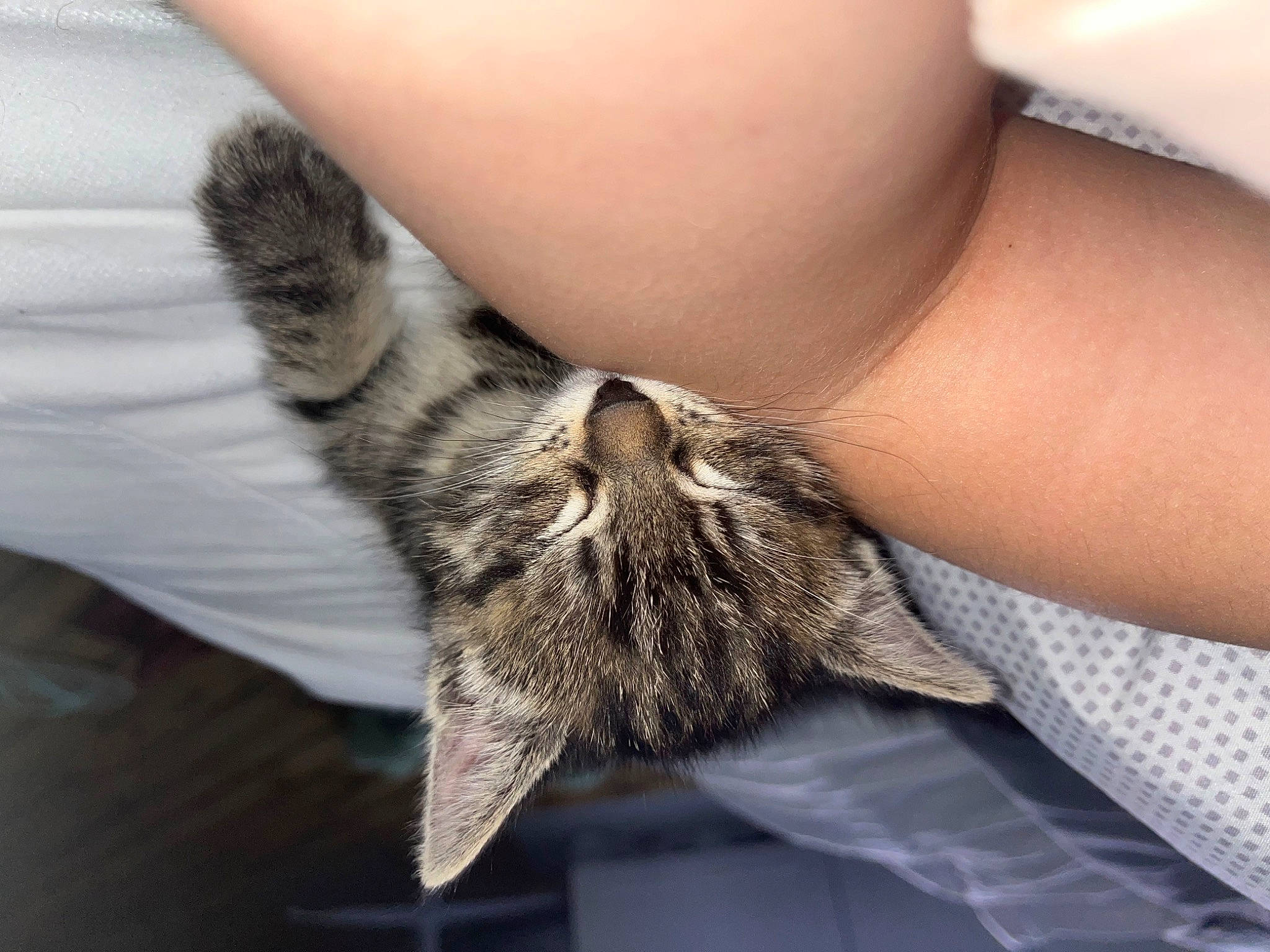 Tya a rejoint le concours — aidez-le/la à gagner de superbes lots ! carnivore, cat, claw, comfort, domestic_short_haired_cat, felidae, flooring, foot, fur, gesture, grey, human_leg, linens, nail, nap, paw, small_to_medium_sized_cats, snout, tail, whiskers