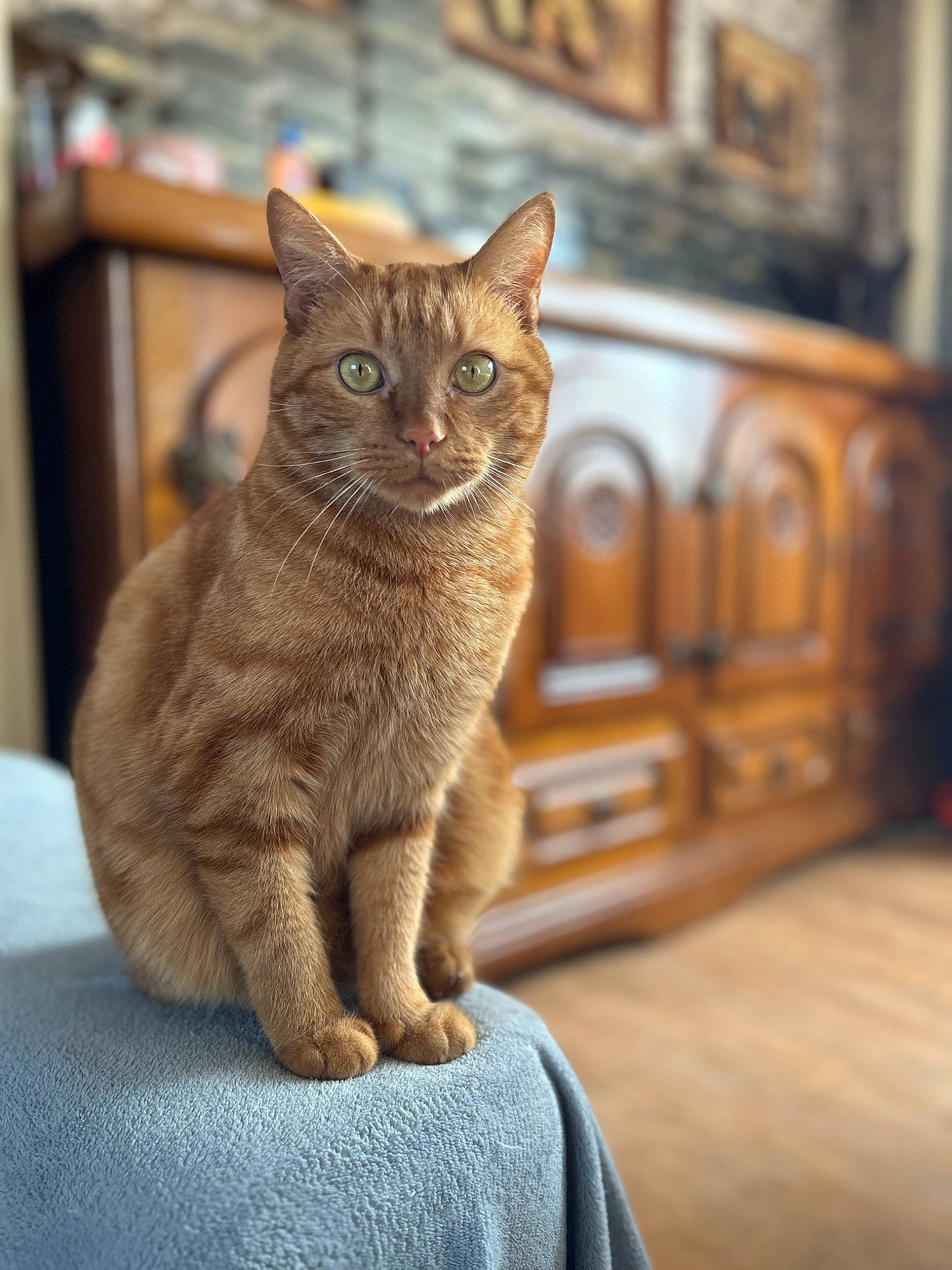 Poutine a rejoint le concours — aidez-le/la à gagner de superbes lots ! brown, carnivore, cat, claw, domestic_short_haired_cat, fawn, felidae, flooring, fur, hardwood, paw, sitting, small_to_medium_sized_cats, snout, tail, terrestrial_animal, whiskers, wildlife, wood