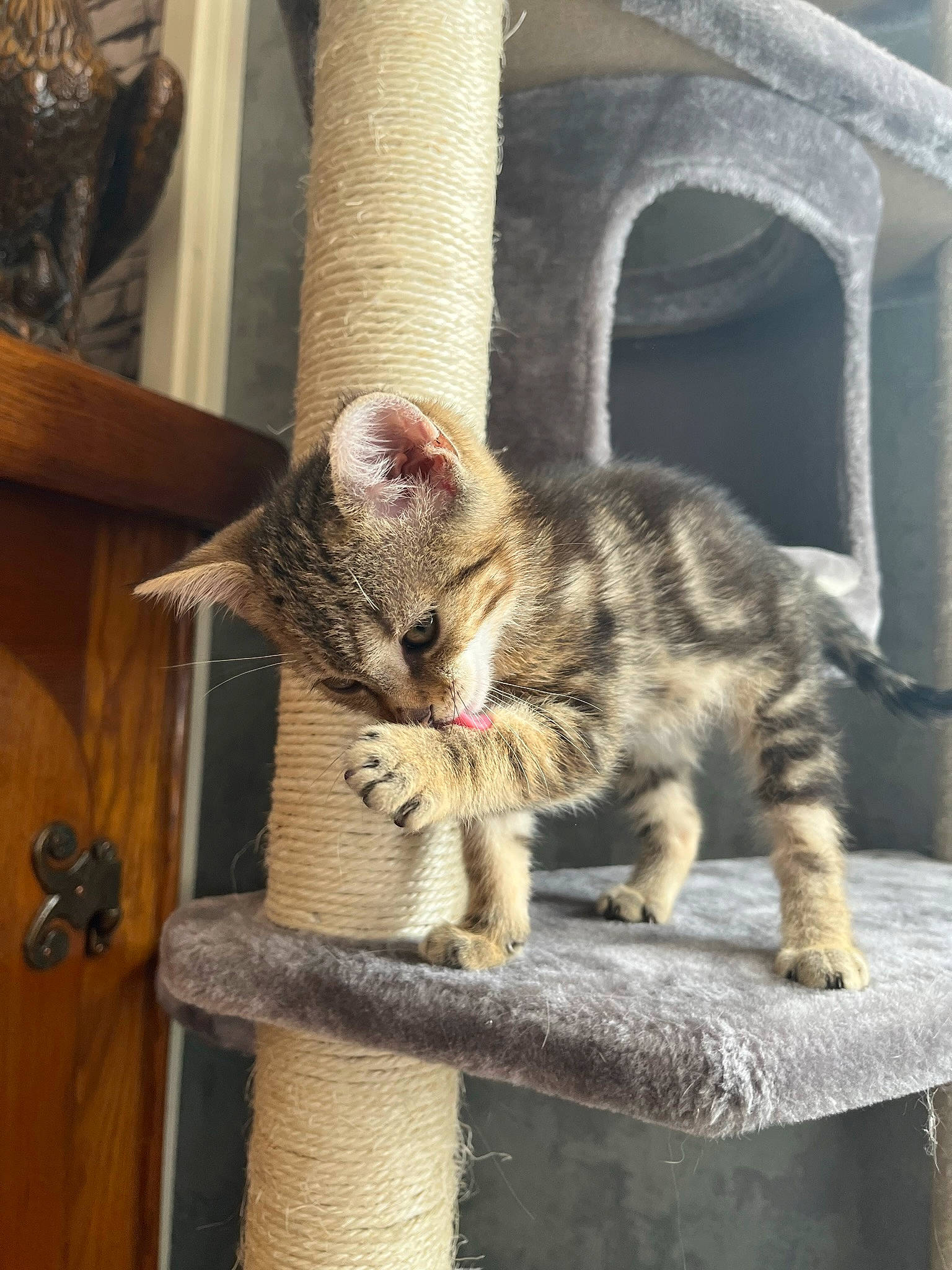 Banzaï a rejoint le concours — aidez-le/la à gagner de superbes lots ! carnivore, cat, cat_supply, claw, domestic_short_haired_cat, eye, fawn, felidae, fur, paw, sitting, small_to_medium_sized_cats, snout, tail, terrestrial_animal, tree, whiskers, wildlife, wood