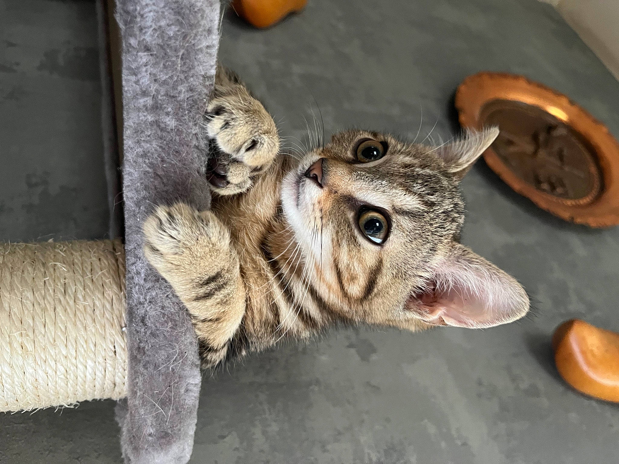 Banzaï a rejoint le concours — aidez-le/la à gagner de superbes lots ! carnivore, cat, circle, claw, domestic_short_haired_cat, eye, felidae, foot, fur, kitchen_utensil, nile_crocodile, paw, platter, small_to_medium_sized_cats, tail, terrestrial_animal, whiskers, wildlife, wood