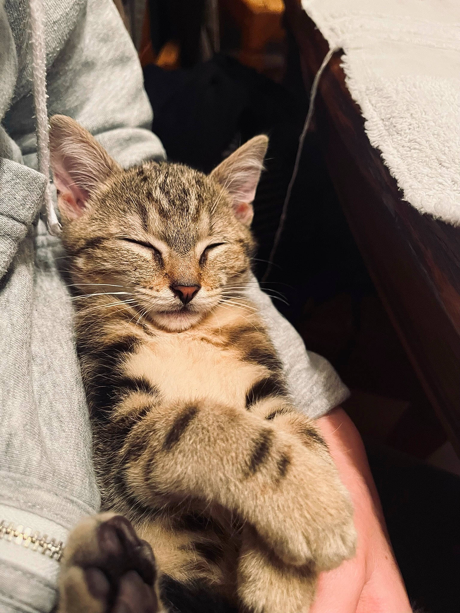 Banzaï a rejoint le concours — aidez-le/la à gagner de superbes lots ! carnivore, cat, claw, comfort, domestic_short_haired_cat, fawn, felidae, fur, paw, sitting, small_to_medium_sized_cats, snout, tail, terrestrial_animal, tree, whiskers, wildlife, window