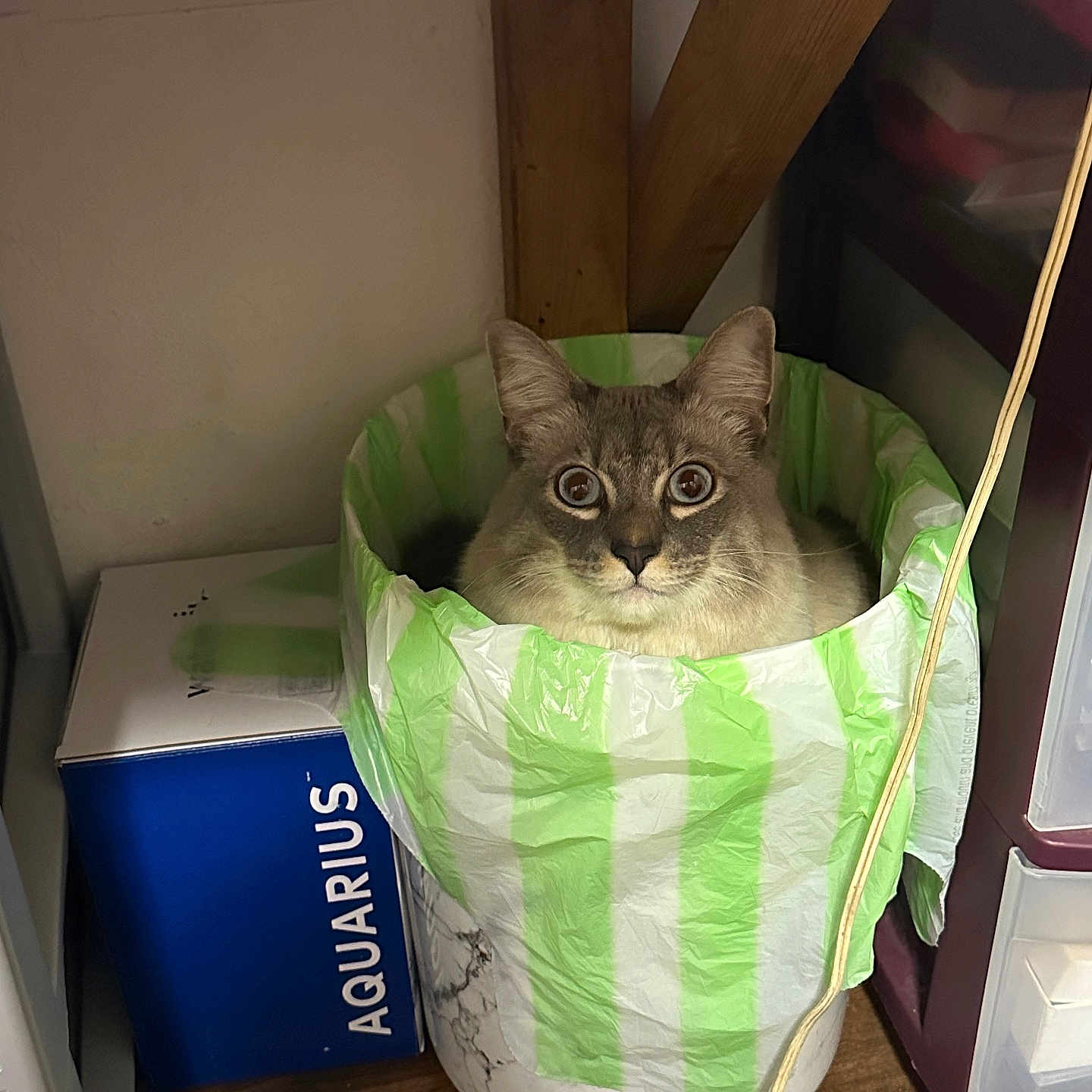 Coco is registered to the contest to win money with this photo: box, brown_floor, cat, container, corner, cozy, curious, domestic, feline, home, household, indoor, looking, pet, plastic_bag, resting, storage_drawers, trash_bin, wide_eyes, wood_floor