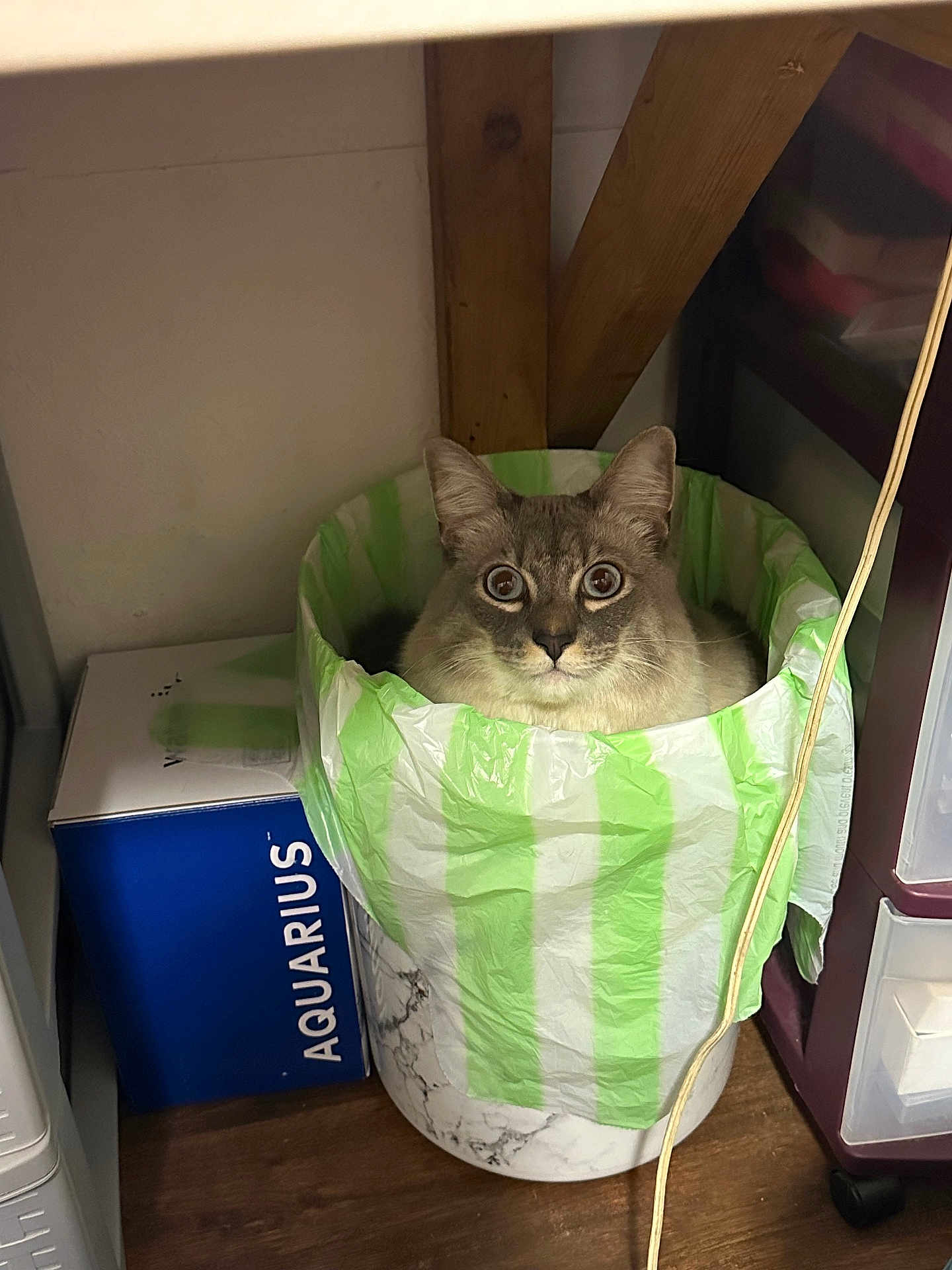 Coco is registered to the contest to win money with this photo: cat, trash_bin, plastic_bag, wide_eyes, indoor, wood_floor, box, storage_drawers, curious, pet, feline, household, corner, brown_floor, domestic, cozy, container, looking, resting, home
