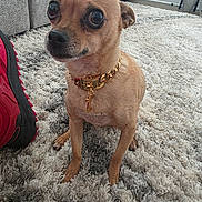 Joey joined the competition — help win amazing prizes! dog, small_dog, indoor, carpet, rug, collar, gold_chain, sneaker, shoe, furniture, couch, flower_vase, decor, pet, canine, brown_dog, closeup, floor, expression, room