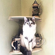 Jude is registered to the contest to win money with this photo: cat, sitting, shelf, beer_stein, decorative, indoor, feline, white_and_gray, fur, animal, pet, corner, vintage, ceramic, quiet, calm, still_life, household, furniture, portrait