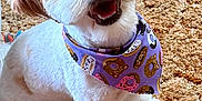 Daisy Mae is registered to the contest to win money with this photo: animal, bandana, carpet, companion, cute, dog, domestic, donut_pattern, fluffy, fur, happy, indoor, paw, pet, playful, portrait, purple, smiling, tan, white