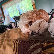 Daisy Mae is registered to the contest to win money with this photo: brown, canine, closeup, comfort, cozy, curtains, dog, domestic, fluffy, furniture, house, indoor, lamp, living_room, pet, pillow, relaxing, resting, white, window