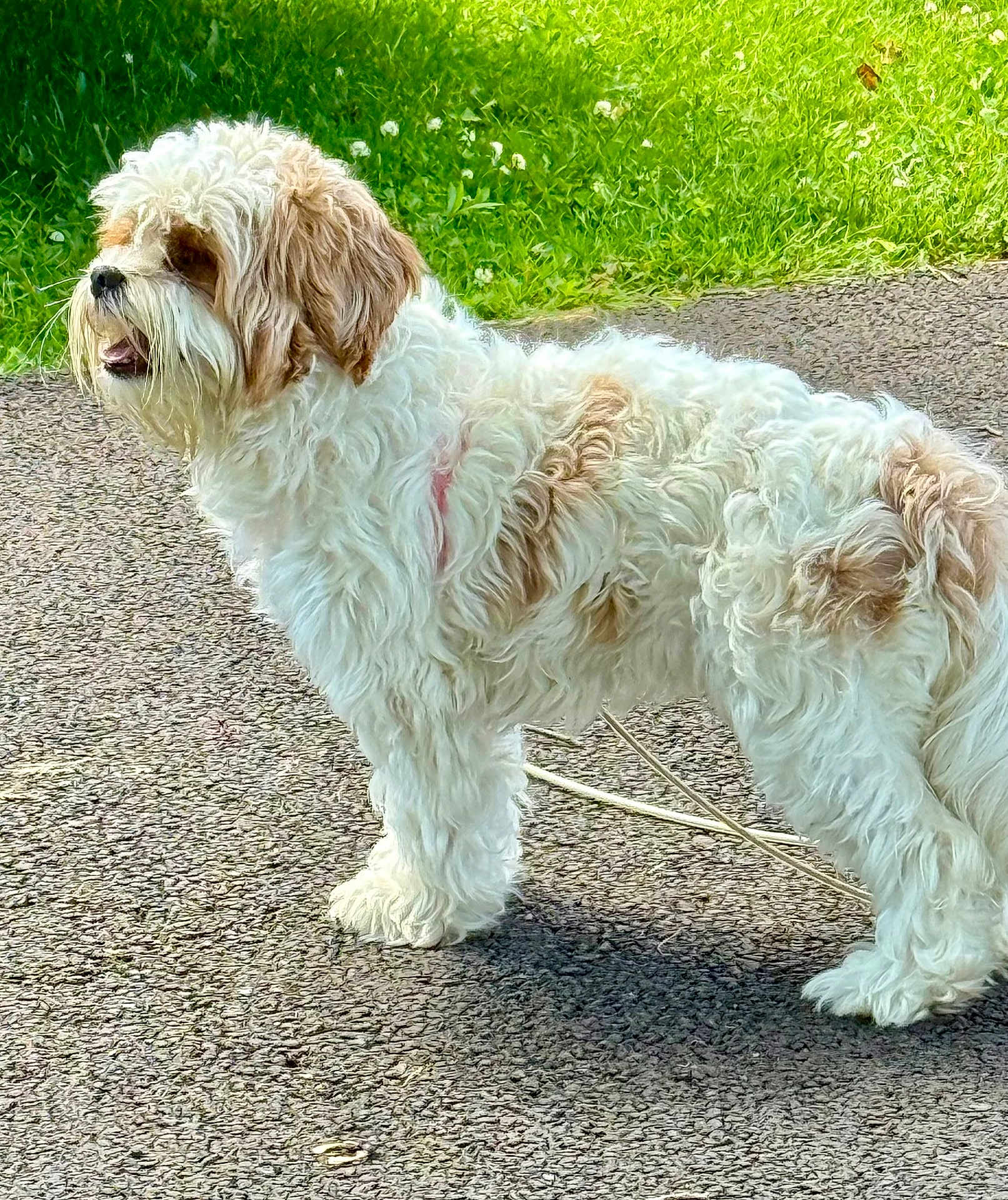 Daisy Mae