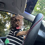 Tiki is registered to the contest to win money with this photo: animal, car_interior, cute, dashboard, dinosaur_patch, dog, fur, greenery, pet, pink_rhinestones, playful, puppy, seat, steering_wheel, striped_shirt, sunroof, tongue_out, trees, vehicle, window