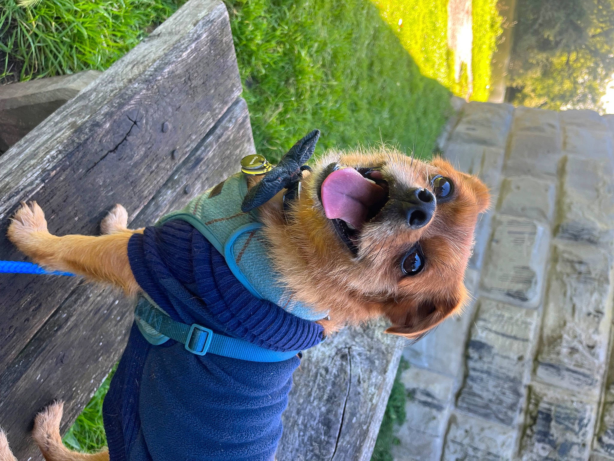 Jayj is registered to the contest to win money with this photo: canidae, carnivore, companion_dog, dog, dog_breed, dog_supply, electric_blue, eyewear, fawn, fun, fur, glasses, grass, pattern, plant, snout, sporting_group, sunglasses, tree, wood