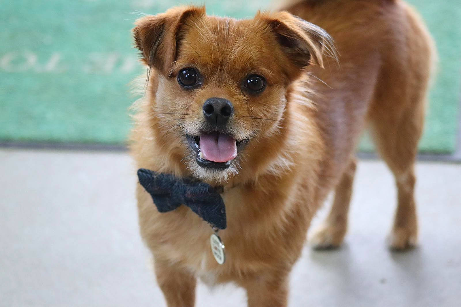 Jayj is registered to the contest to win money with this photo: carnivore, collar, companion_dog, dog, dog_breed, dog_collar, dog_supply, fawn, fur, leash, liver, paw, snout, street_dog, terrestrial_animal, whiskers, working_animal