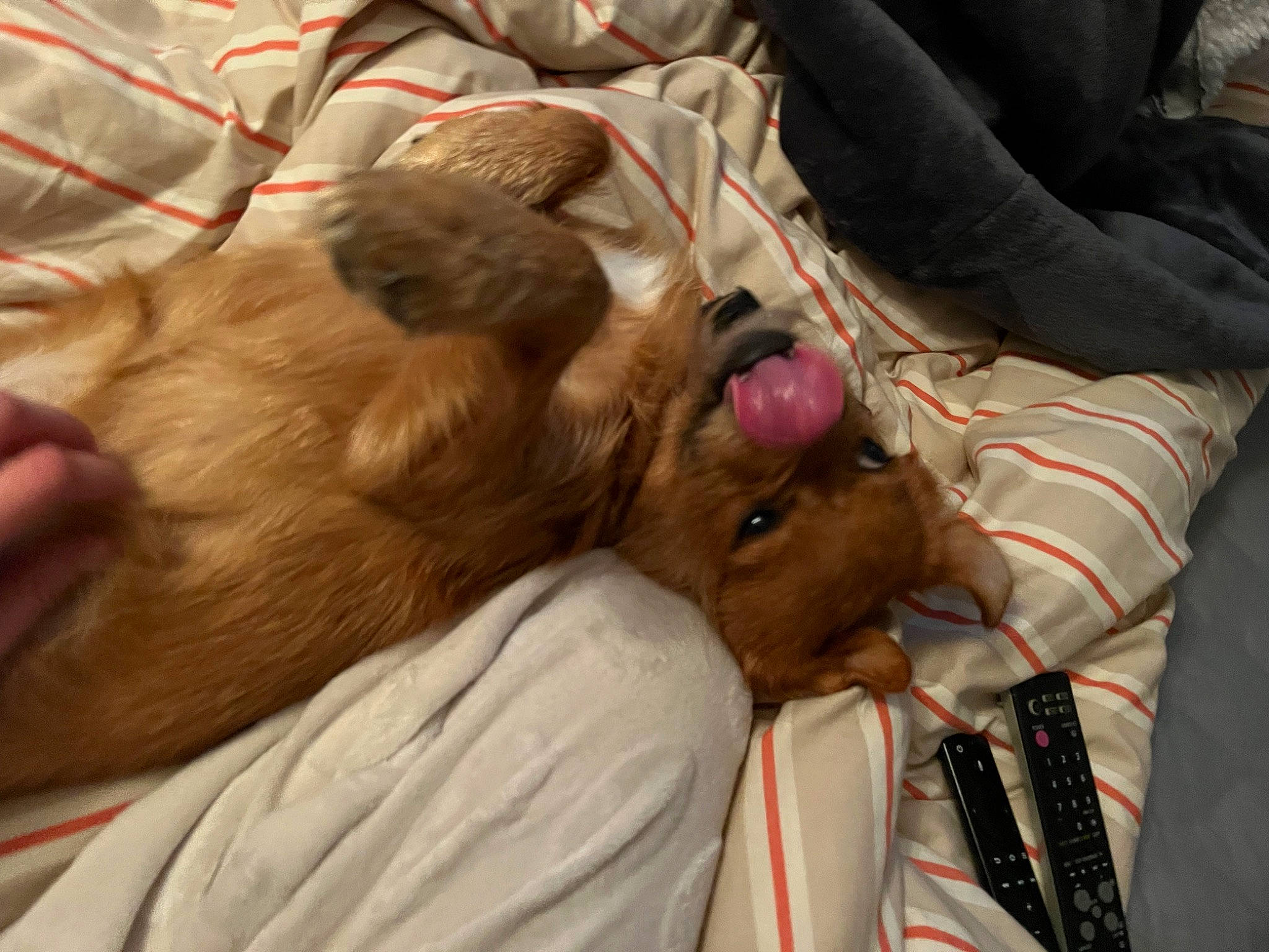 Jayj joined the competition — help win amazing prizes! canidae, carnivore, collar, comfort, companion_dog, dog, dog_breed, ear, fawn, felidae, fur, gesture, liver, sporting_group, whiskers, working_animal, wrinkle