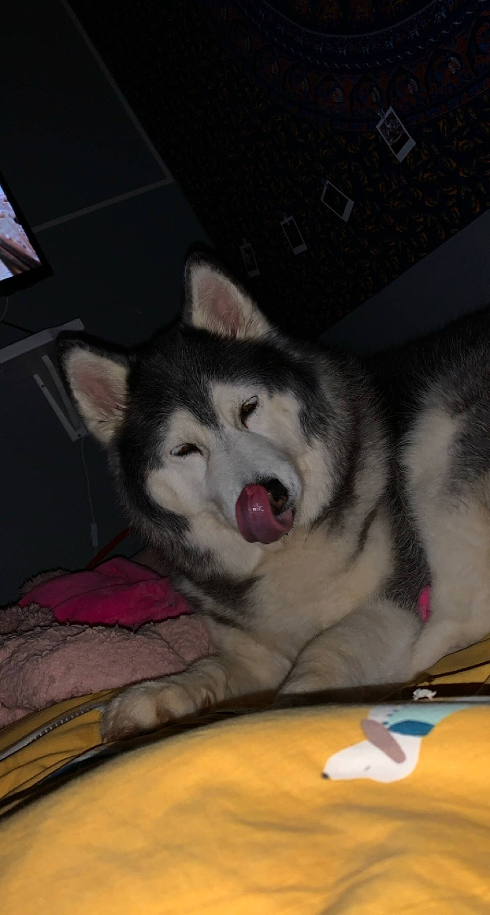 Brooke is registered to the contest to win money with this photo: canidae, carnivore, companion_dog, dog, dog_breed, eye, fang, fawn, foot, fur, head, hood, human_body, jaw, nose, paw, sled_dog, snout, sporting_group, whiskers