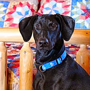 Prince is registered to the contest to win money with this photo: animal, bed_frame, black_dog, blue_collar, canine, collar, dog, domestic_animal, ears, fur, furniture, home_interior, indoor, looking, patchwork_quilt, pet, portrait, quilt, sitting, wooden_bed