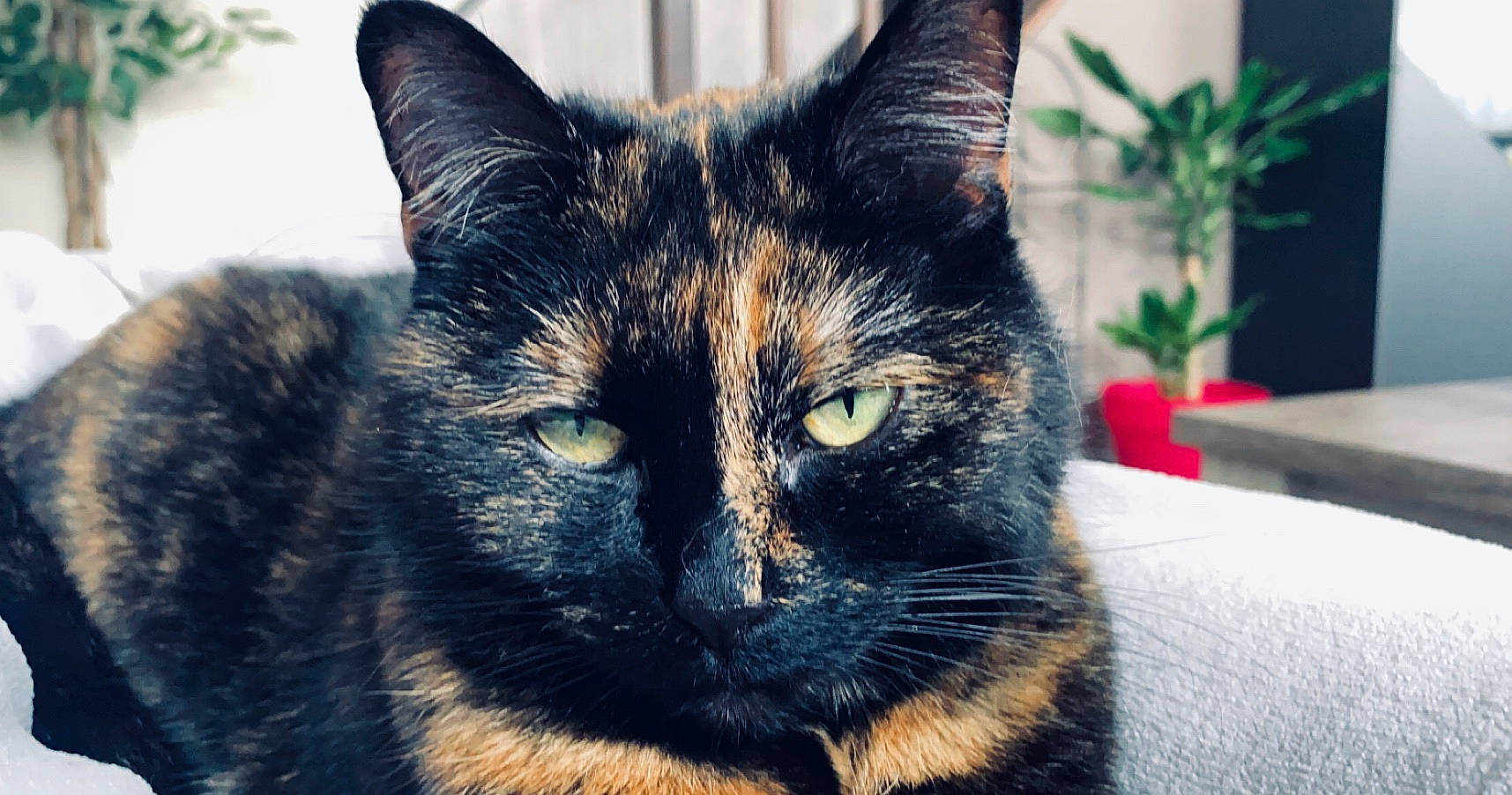 Clémentine participe au concours pour gagner de l'argent avec cette photo : art, black_cat, carnivore, cat, domestic_short_haired_cat, ear, electric_blue, felidae, fur, grass, houseplant, iris, plant, sky, small_to_medium_sized_cats, snout, tree, whiskers, wildlife, window