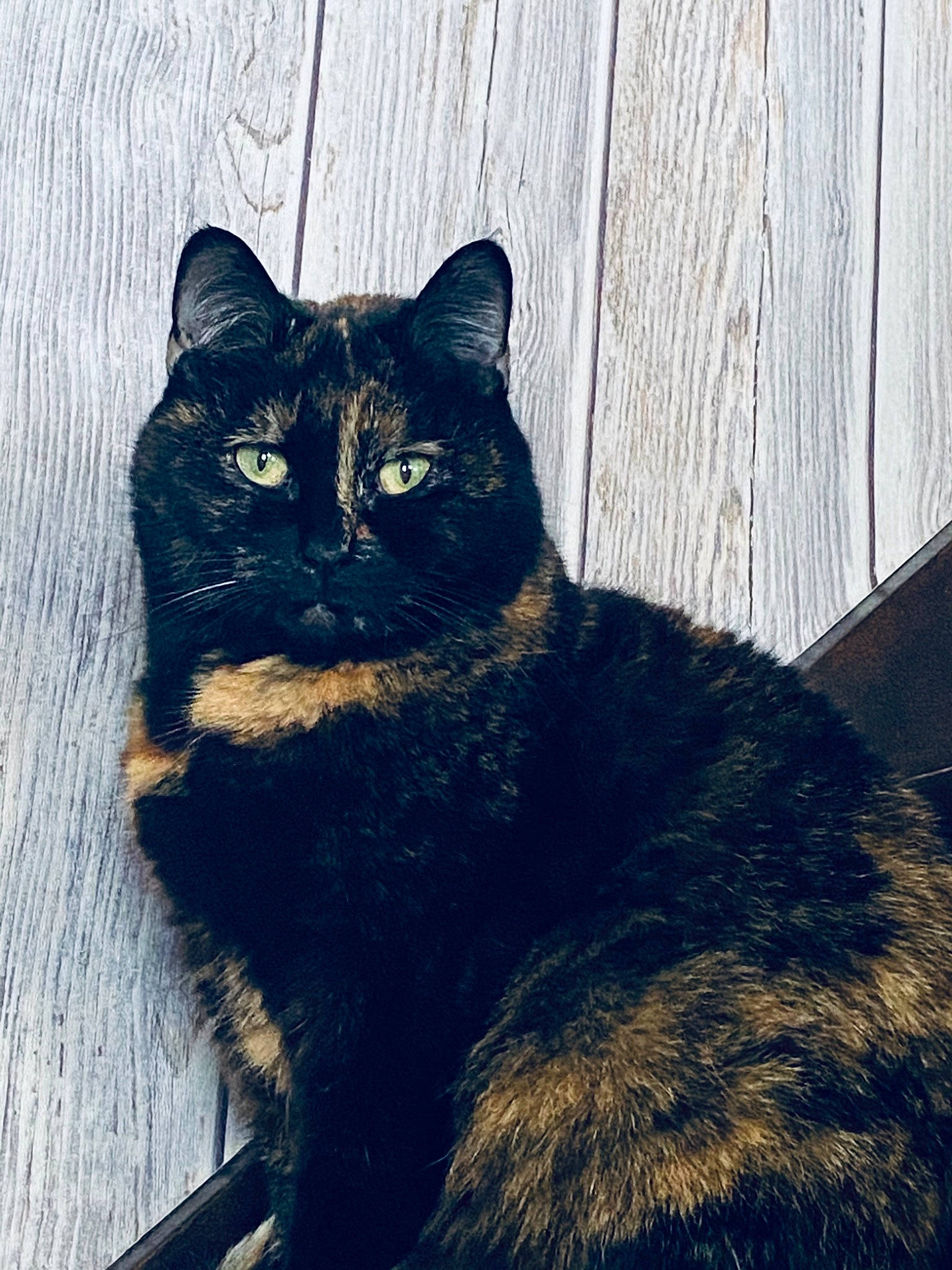 Clémentine a rejoint le concours — aidez-le/la à gagner de superbes lots ! black_cat, bombay, carnivore, cat, domestic_short_haired_cat, electric_blue, felidae, fur, grey, mammal, paw, shadow, small_to_medium_sized_cats, snout, tail, terrestrial_animal, tints_and_shades, whiskers, window, wood