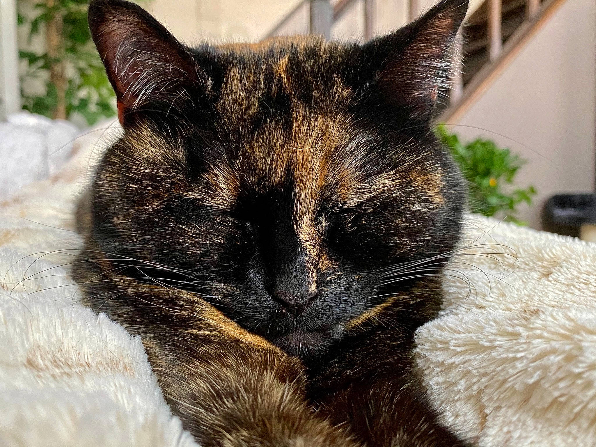 Clémentine participe au concours pour gagner de l'argent avec cette photo : carnivore, cat, claw, close_up, comfort, domestic_short_haired_cat, ear, felidae, flowerpot, fur, houseplant, paw, plant, small_to_medium_sized_cats, snout, tail, terrestrial_animal, tree, whiskers, window