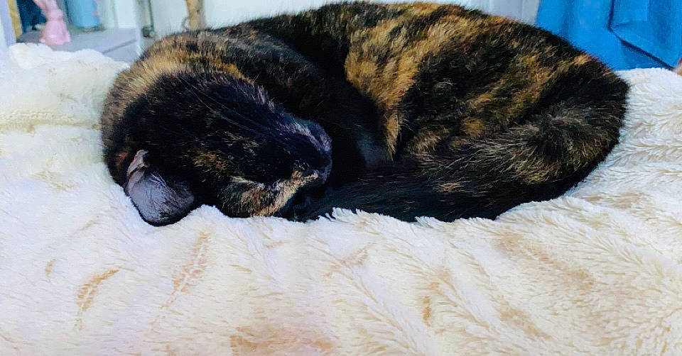 Clémentine a rejoint le concours — aidez-le/la à gagner de superbes lots ! black_cat, canidae, carnivore, cat, claw, comfort, dog_breed, domestic_short_haired_cat, felidae, fur, nap, sleep, small_to_medium_sized_cats, snout, sporting_group, tail, terrestrial_animal, whiskers