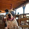 dog, pit_bull, black_and_white, pet, animal, portrait, sitting, tongue_out, happy, restaurant, table, chair, wooden_interior, dining_area, collar, leash, glass, indoor, sunlight, funny