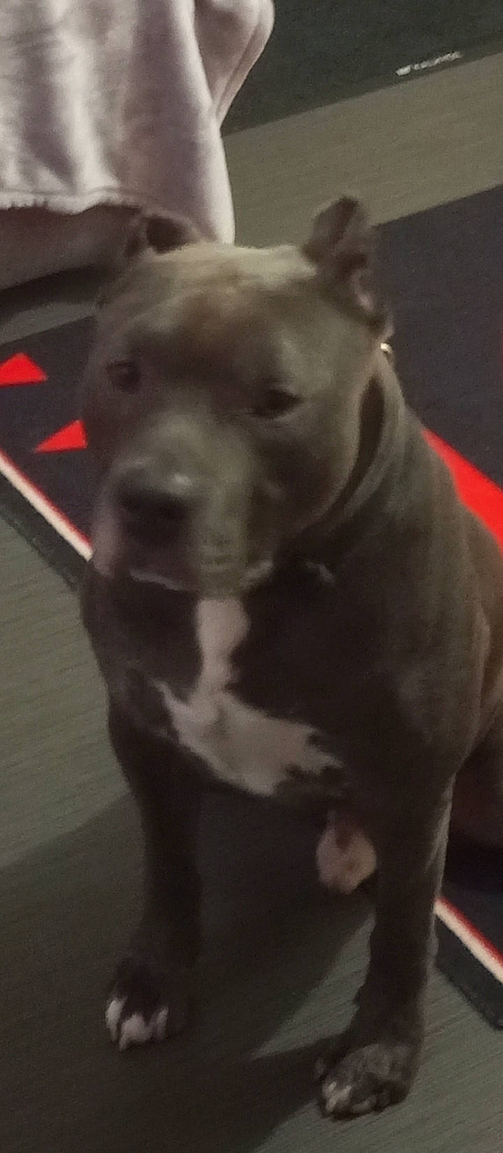 Sam a rejoint le concours — aidez-le/la à gagner de superbes lots ! canidae, carnivore, collar, companion_dog, dog, dog_breed, dog_collar, ear, fawn, guard_dog, jaw, molosser, non_sporting_group, snout, sporting_group, tail, terrestrial_animal, whiskers, working_animal, working_dog