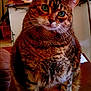 Bindi is registered to the contest to win money with this photo: cat, tabby_cat, green_eyes, indoor, table, houseplant, mug, furniture, cozy, pet, whiskers, curious, fur, domestic_animal, close_up, sitting, brown, striped, household_items, background