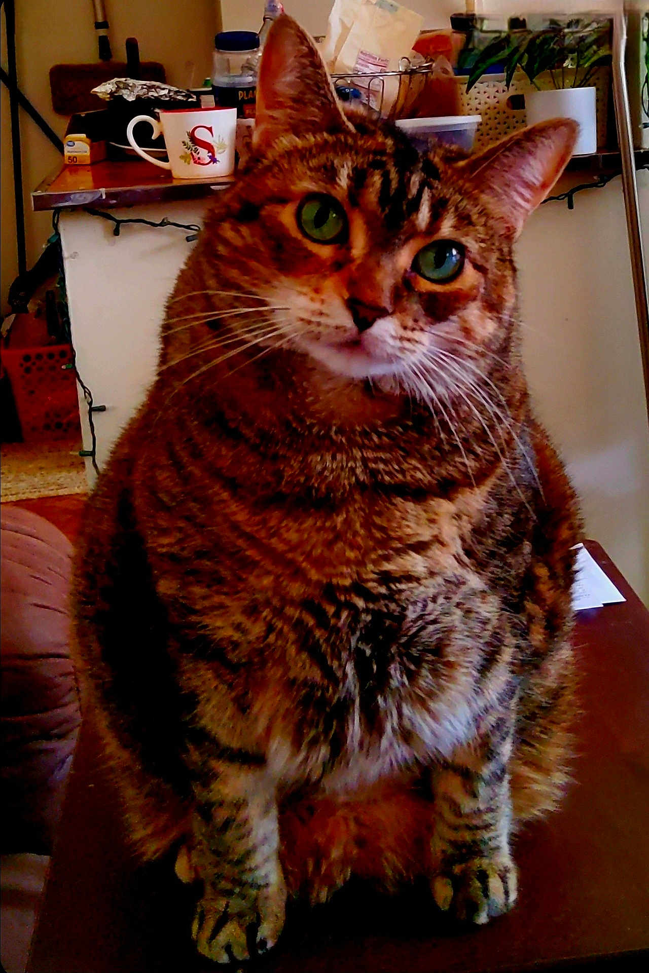 Bindi