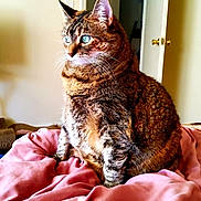 Bindi joined the competition — help win amazing prizes! cat, tabby, blue_eyes, indoor, blanket, pink_blanket, feline, pet, sitting, fur, whiskers, door, home, cozy, domestic_animal, looking_away, cute, animal, mammal, relaxed
