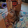 animal, cardboard, carpet, cat, cozy, curious, domestic, ears, feline, floor, home, indoor, looking_up, paper_bag, patterned_rug, paws, pet, resting, tabby, whiskers