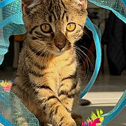 Baloo participe au concours pour gagner de l'argent avec cette photo : animal, blue_mesh, cat, closeup, curious, cute, domestic, feathers, feline, indoor, kitten, paw, pet, playful, striped, sunlight, tabby, toy, whiskers, young