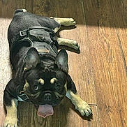 Breeze Jr Bj is registered to the contest to win money with this photo: dog, french_bulldog, pet, animal, floor, wooden_floor, tongue_out, black_harness, indoor, cute, playful, looking_up, canine, ears_up, paws, lying_down, companion, domestic_animal, sunlight, shadow