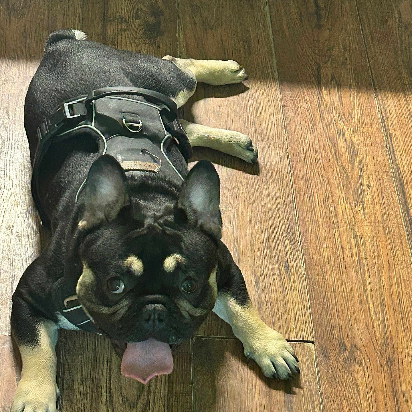 Breeze Jr Bj is registered to the contest to win money with this photo: animal, black_harness, canine, companion, cute, dog, domestic_animal, ears_up, floor, french_bulldog, indoor, looking_up, lying_down, paws, pet, playful, shadow, sunlight, tongue_out, wooden_floor