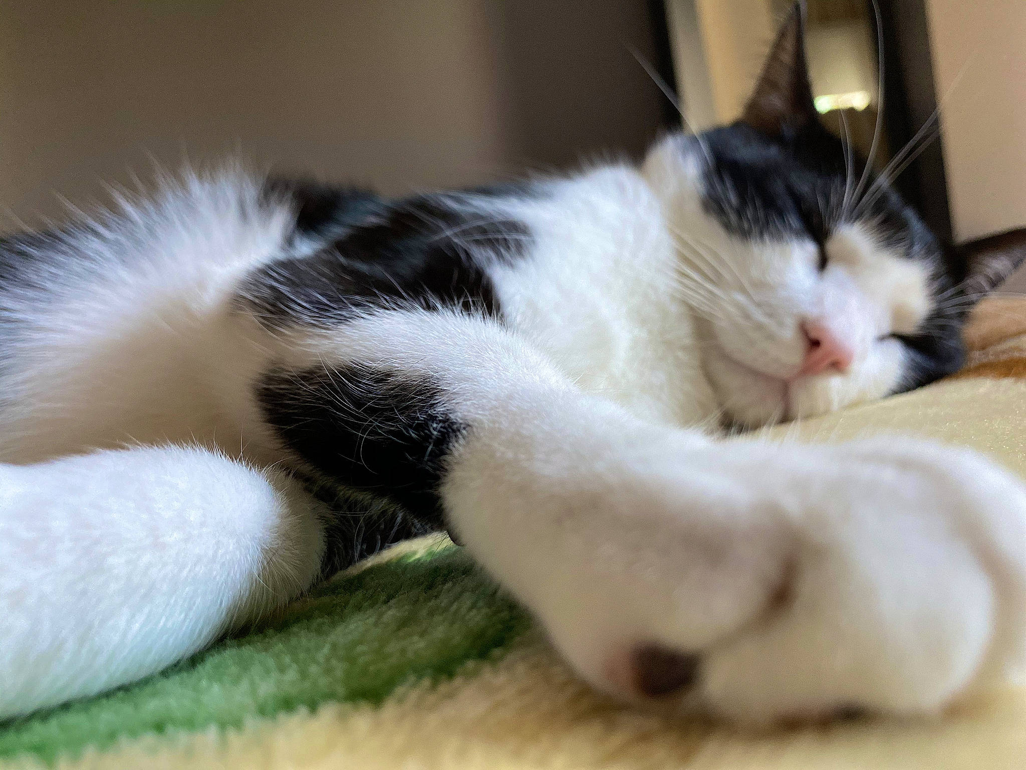 Boby participe au concours pour gagner de l'argent avec cette photo : carnivore, cat, claw, comfort, domestic_short_haired_cat, felidae, fur, nap, paw, small_to_medium_sized_cats, snout, tail, whiskers