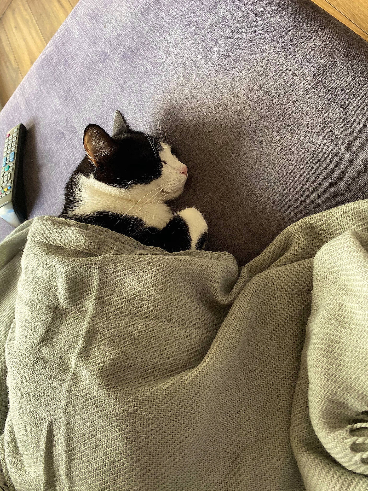 Boby a rejoint le concours — aidez-le/la à gagner de superbes lots ! bedding, canidae, carnivore, cat, comfort, companion_dog, dog_breed, fawn, felidae, fur, grey, linens, nap, pattern, small_to_medium_sized_cats, snout, tail, textile, tints_and_shades, whiskers