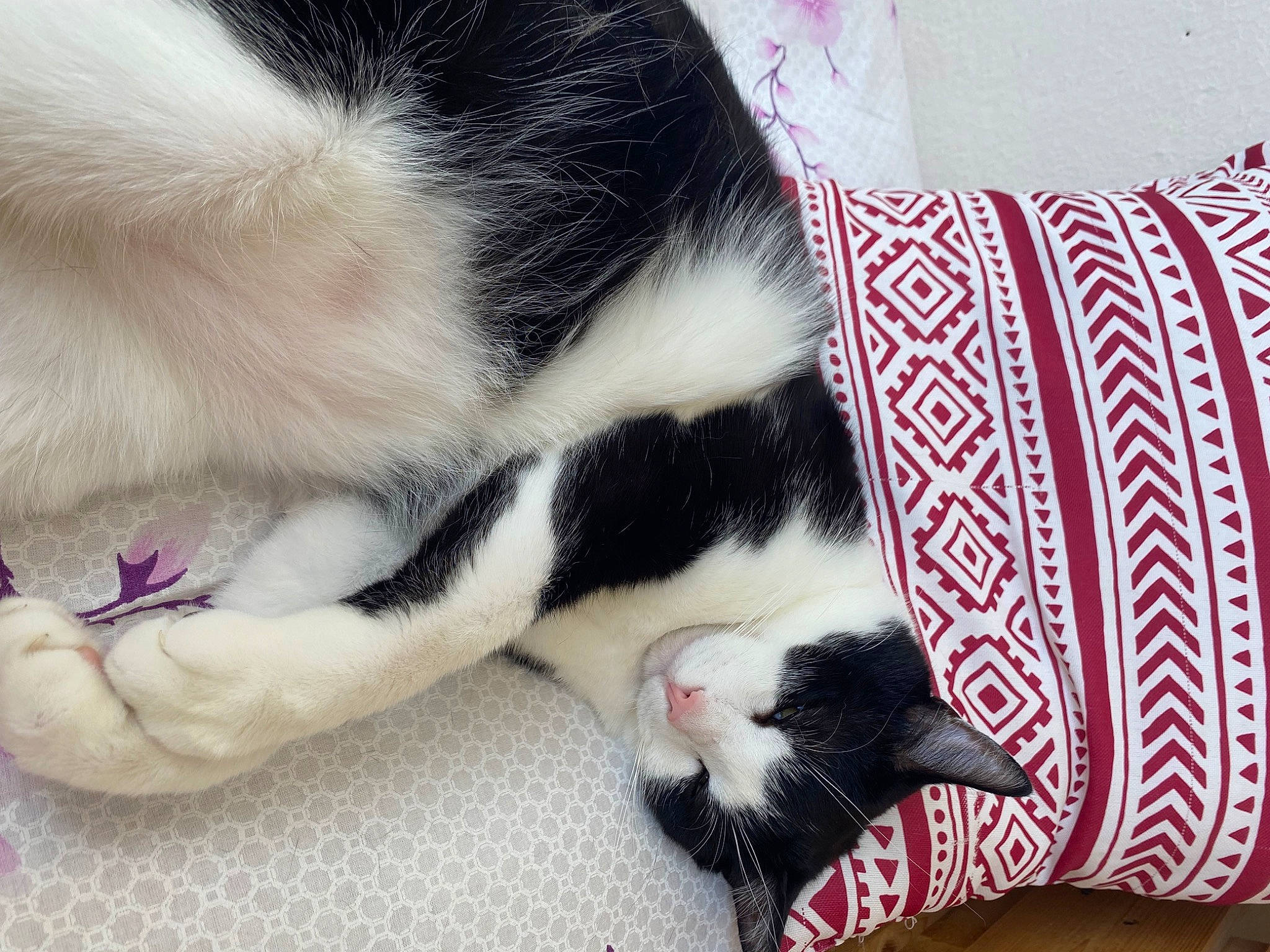 Boby a rejoint le concours — aidez-le/la à gagner de superbes lots ! canidae, carmine, carnivore, cat, claw, comfort, dog_breed, domestic_short_haired_cat, felidae, fur, linens, mammal, nap, pattern, paw, sleep, small_to_medium_sized_cats, snout, tail, whiskers