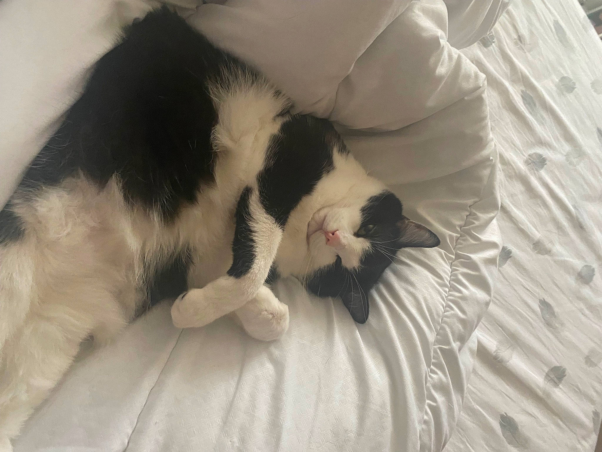 Boby a rejoint le concours — aidez-le/la à gagner de superbes lots ! canidae, carnivore, cat, claw, comfort, dog_breed, domestic_short_haired_cat, felidae, foot, fur, head, mammal, monochrome, monochrome_photography, paw, small_to_medium_sized_cats, snout, tail, vertebrate, whiskers