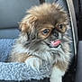 dog, puppy, fluffy, tongue_out, pet_bed, cozy, car_interior, cute, small_dog, animal, furry, brown, white_paws, close_up, seat, car_seat, resting, pet, adorable, companion