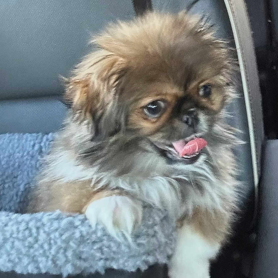 Bella joined the competition — help win amazing prizes! adorable, animal, brown, car_interior, car_seat, close_up, companion, cozy, cute, dog, fluffy, furry, pet, pet_bed, puppy, resting, seat, small_dog, tongue_out, white_paws