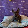 Milo joined the competition — help win amazing prizes! dog, french_bulldog, puppy, pet_smart, dog_bed, collar, chain, purple_backdrop, indoor, pet_store, cute, ears_up, pet, animal, mammal, bed, fabric, red_blanket, posing, portrait