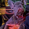 french_bulldog, puppy, dog, pet, gold_chain, car_interior, hand, human, night, window, tree, seat, animal, cute, wrinkles, portrait, indoor, holding, looking_up, nail_polish