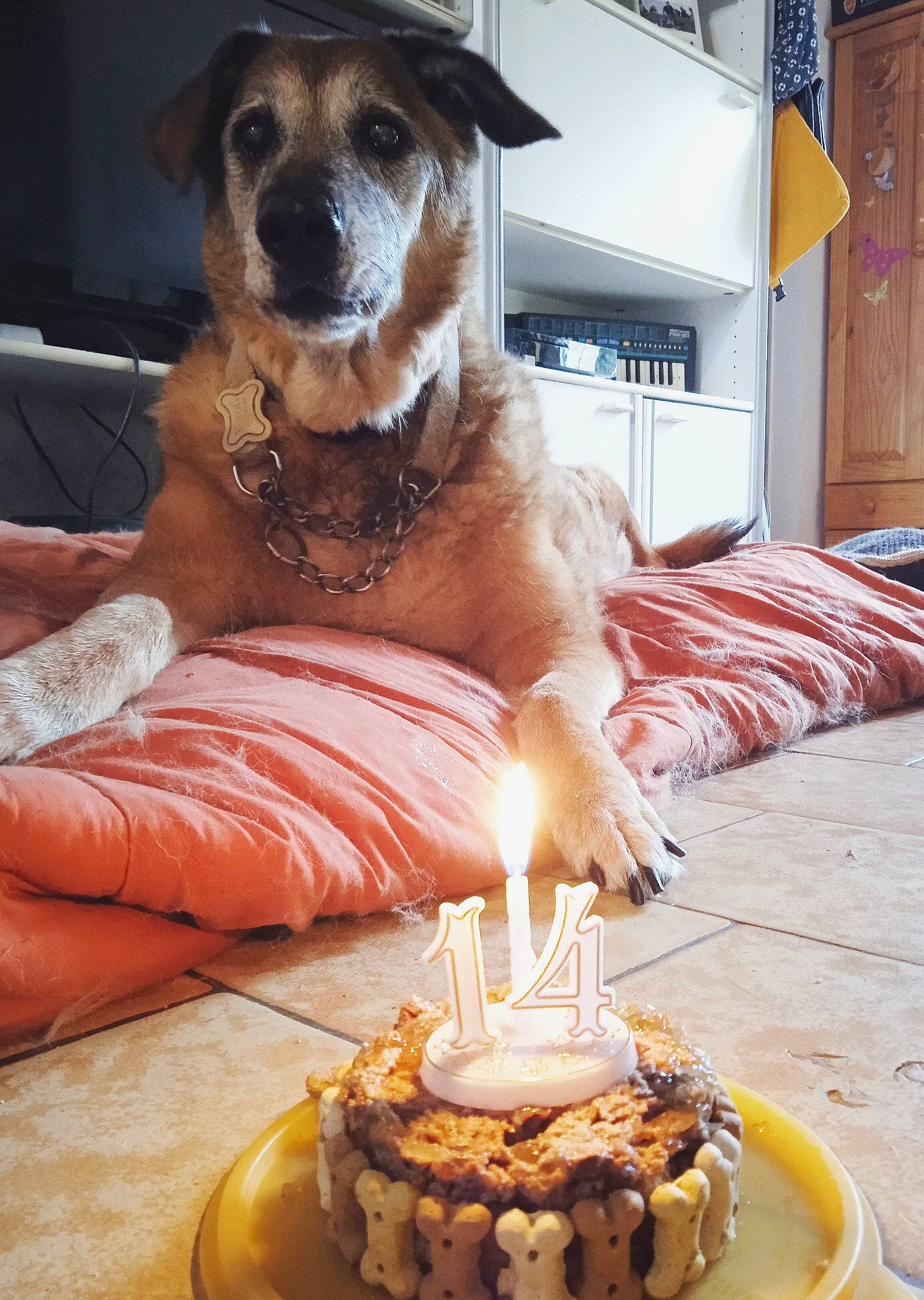 Luna participe au concours pour gagner de l'argent avec cette photo : baked_goods, birthday_cake, birthday_candle, cabinetry, cake, cake_decorating, candle, carnivore, companion_dog, couch, cuisine, dessert, dish, dog, dog_supply, food, ingredient, plate, table, tableware