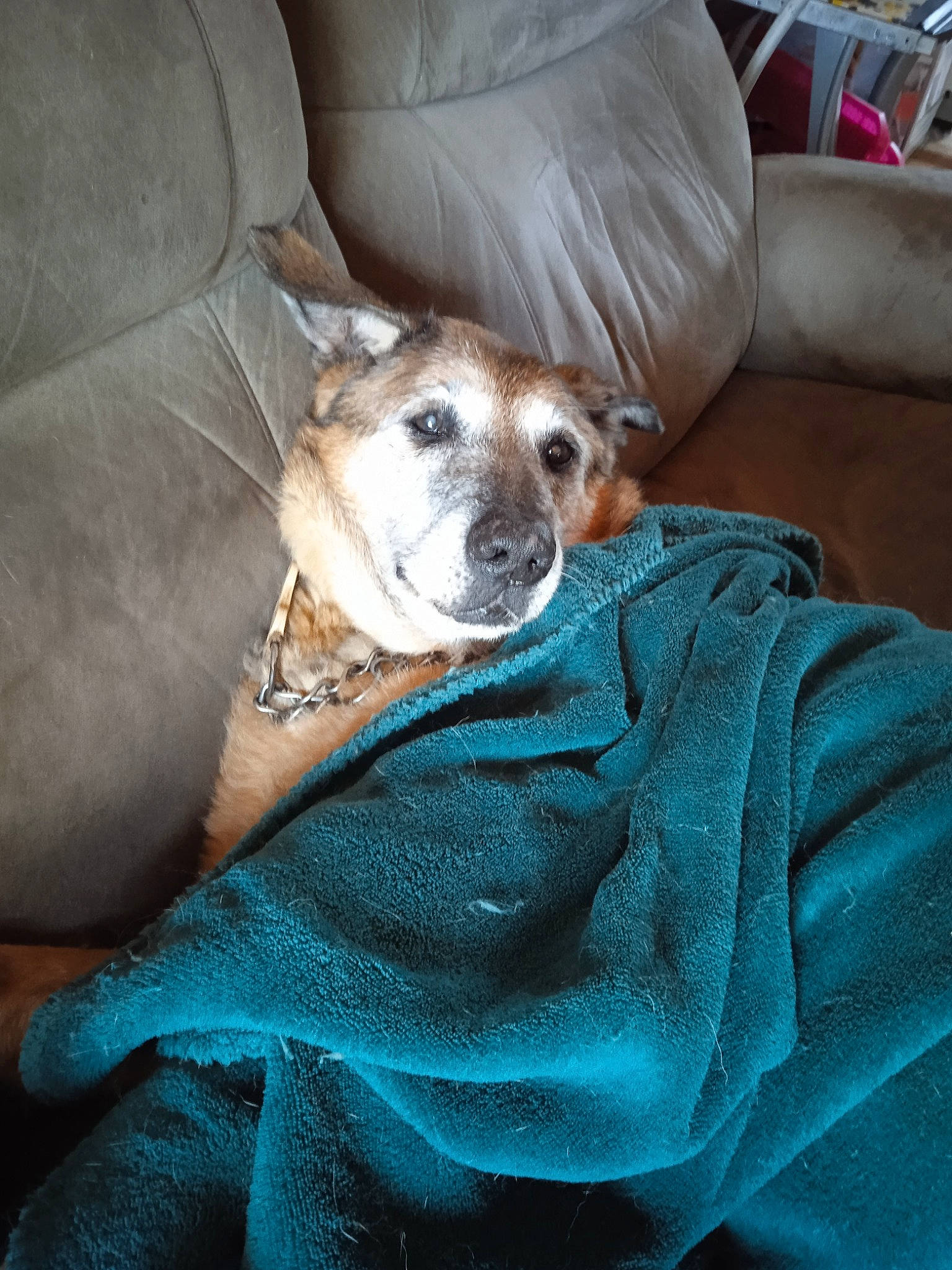 Luna participe au concours pour gagner de l'argent avec cette photo : canidae, carnivore, chair, comfort, companion_dog, couch, dog, dog_breed, dog_supply, fawn, fur, furniture, linens, pillow, snout, sporting_group, throw_pillow, toy_dog, watch, whiskers