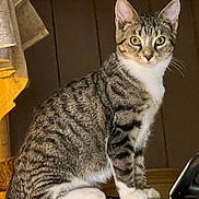 Merphi joined the competition — help win amazing prizes! cat, tabby_cat, feline, pet, animal, striped_fur, white_paws, sitting, indoor, lamp, wood_paneling, curious, alert, yellow_eyes, fur, whiskers, domestic_cat, portrait, household, furniture