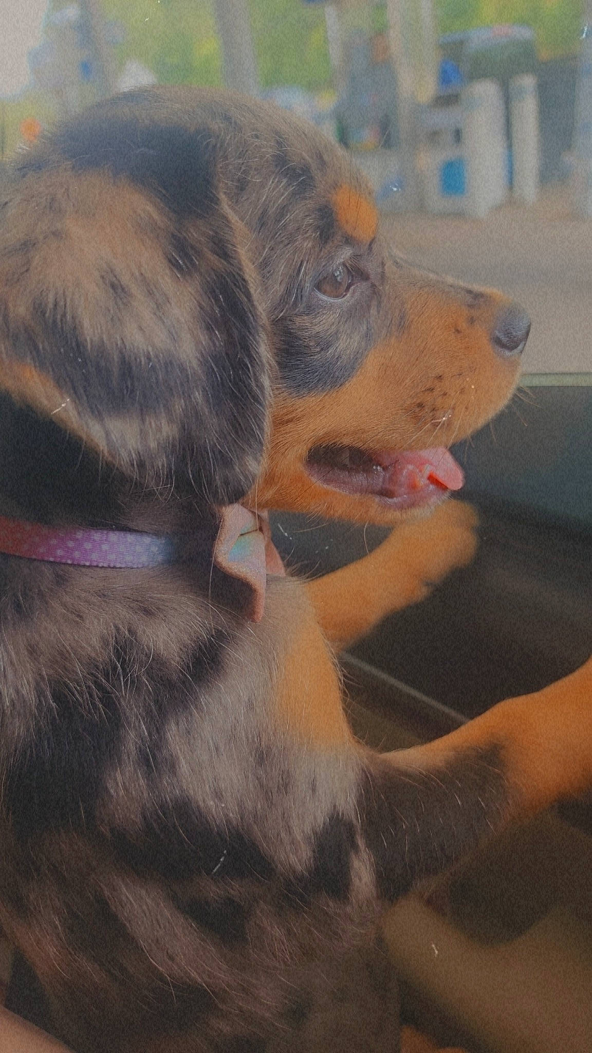 Sassy is registered to the contest to win money with this photo: canidae, carnivore, claw, companion_dog, dog, dog_breed, fawn, foot, fur, guard_dog, happy, paw, snout, sporting_group, tail, terrestrial_animal, whiskers, working_animal, working_dog