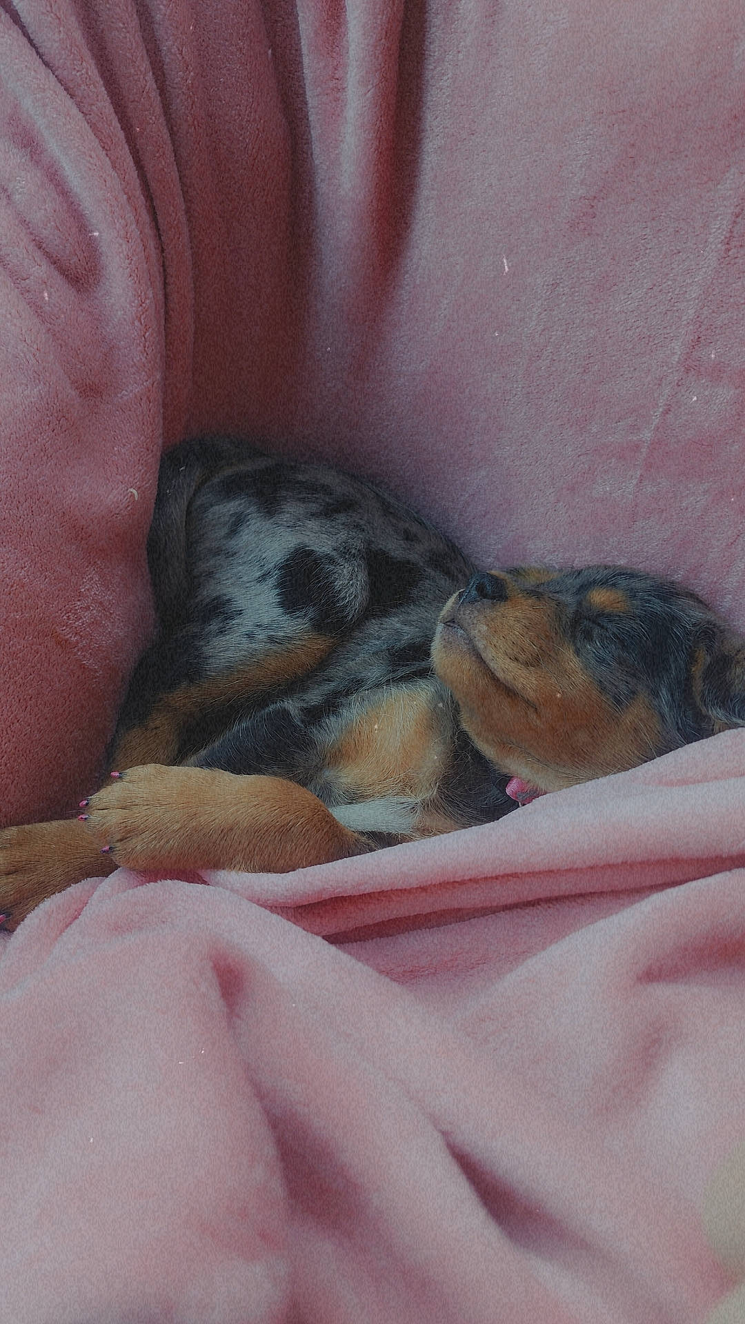 Sassy joined the competition — help win amazing prizes! bed_sheet, bedding, carnivore, comfort, companion_dog, dog, dog_breed, fawn, felidae, foot, fur, human_leg, linens, nap, paw, small_to_medium_sized_cats, snout, sporting_group, thigh, whiskers