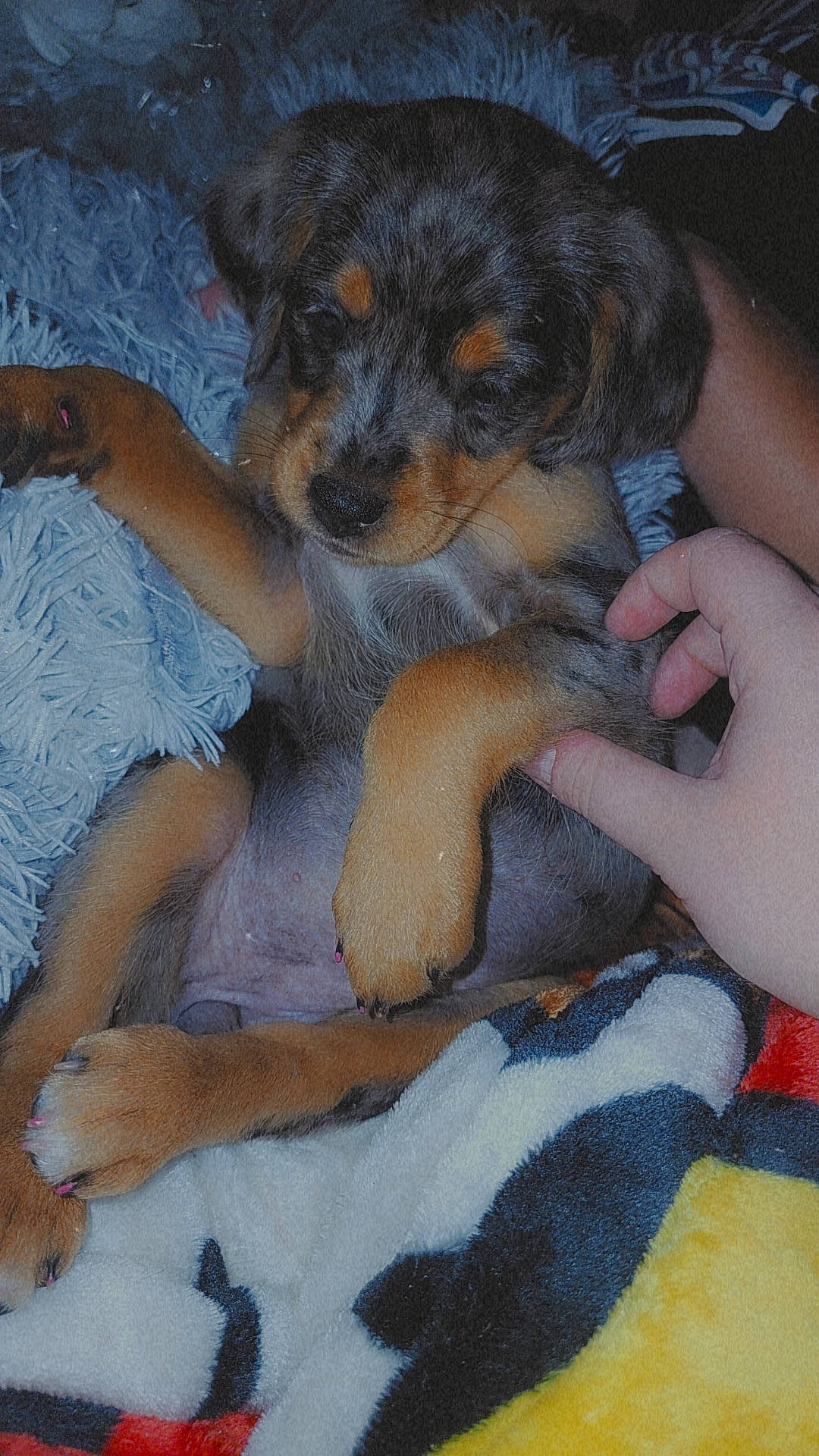 Sassy joined the competition — help win amazing prizes! barefoot, canidae, carnivore, comfort, companion_dog, dog, dog_breed, fawn, foot, fur, human_leg, lap, nail, paw, sporting_group, thigh, toy_dog, working_dog