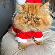 Ace participe au concours pour gagner de l'argent avec cette photo : cat, orange_cat, fluffy, santa_hat, santa_outfit, pet, cute, holiday, christmas, costume, indoor, cushion, feline, fur, whiskers, closeup, adorable, festive, animal, portrait